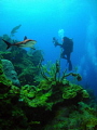   Grey Reef Shark under camera  